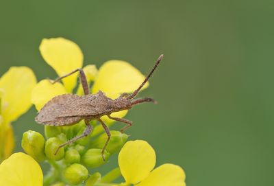 Coriomeris affinis 
