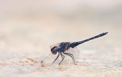 Indigo dropwing / Blauwe zonnewijzer