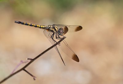 Indigo dropwing / Blauwe zonnewijzer