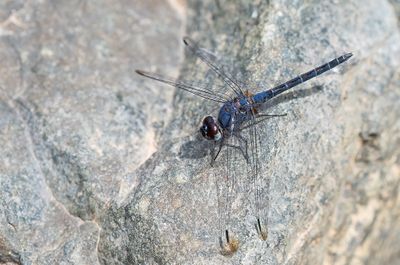 Indigo dropwing / Blauwe zonnewijzer