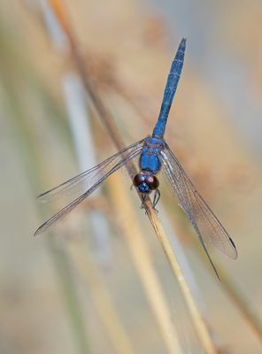 Indigo dropwing / Blauwe zonnewijzer