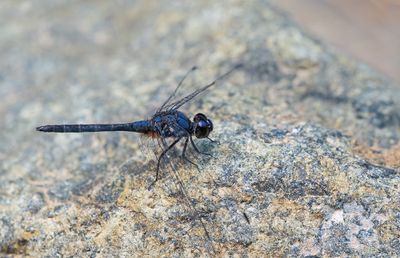 Indigo dropwing / Blauwe zonnewijzer
