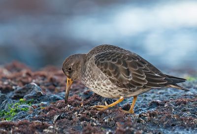 Purple Sandpiper / Paarse Strandloper