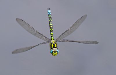 Blue hawker / Blauwe glazenmaker