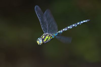 Blue hawker / Blauwe glazenmaker