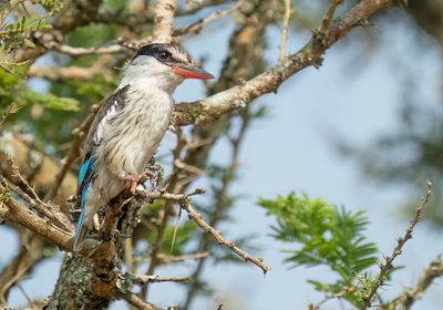 Striped kingfisher / Gestreepte ijsvogel
