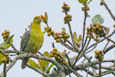 African green pigeon / Afrikaanse papegaaiduif