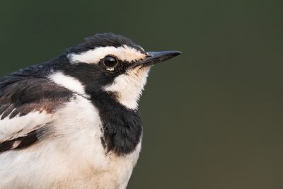 African pied wagtail / Afrikaanse bonte kwikstaart