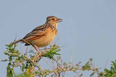 Rufous-naped lark / Roodnekleeuwerik