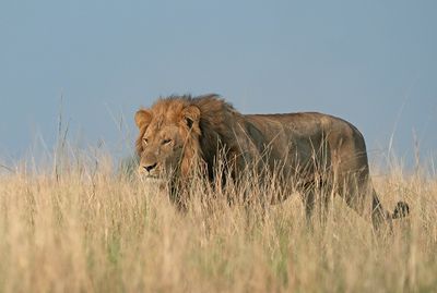 Lion / Leeuw