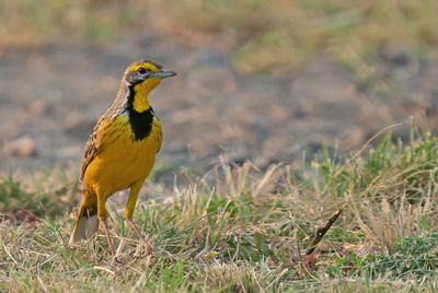 Yellow-throated longclaw / Geelkeellangklauw