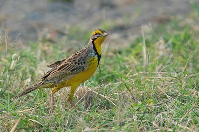 Yellow-throated longclaw / Geelkeellangklauw