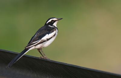 African pied wagtail / Afrikaanse bonte kwikstaart