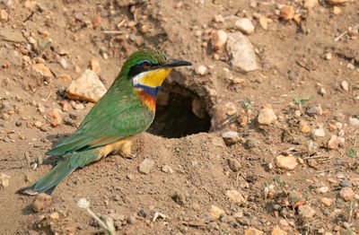 Blue-breasted bee-eater / Blauwborstbijeneter