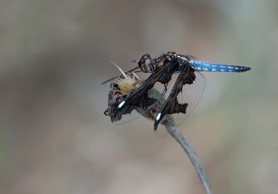 g13/18/589018/3/175323201.d9ca9538.JPEG