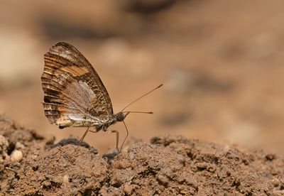 Vanessula milca / Lady's Maid Butterfly