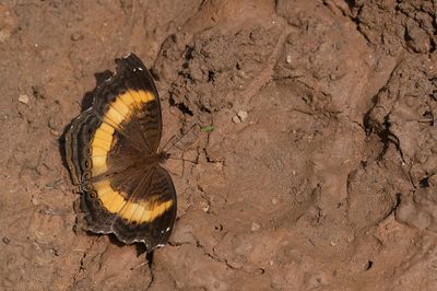Junonia elgiva / Yellow-banded Pansy