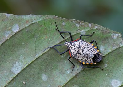 Atelocera serrata