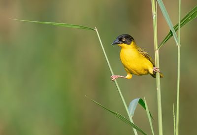 Baglafecht Weaver / Baglafechtwever