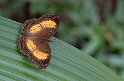 Junonia terea / Soldier pansy