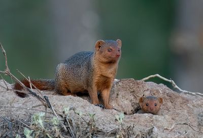 Common dwarf mongoose / Dwergmangoest