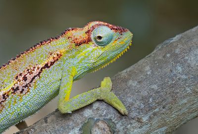 Montane side-striped chameleon / Elliot's Kameleon