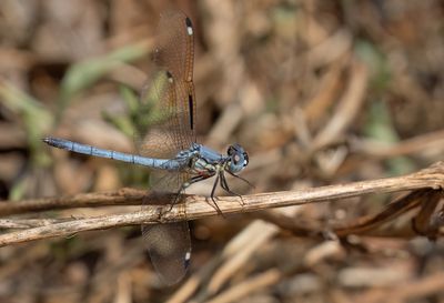 Hemistigma albipunctum / Piedspot
