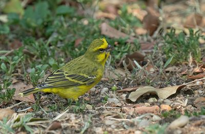 Yellow-fronted Canary / Mozambiquesijs (ssp barbata)