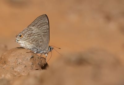 Anthene definita / Common Hairtail