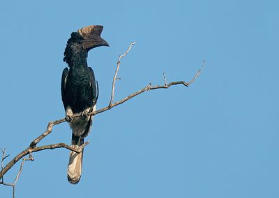 Black-and-white-casqued hornbill / Grijsoorneushoornvogel