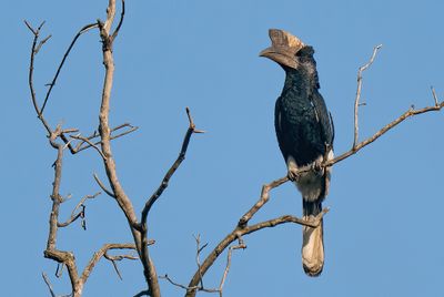 Black-and-white-casqued hornbill / Grijsoorneushoornvogel