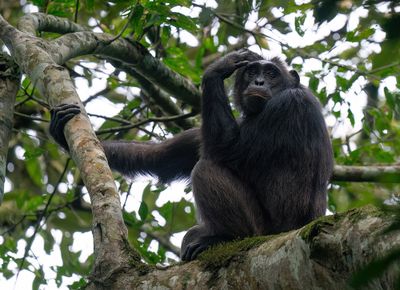 Chimpanzee / Chimpansee