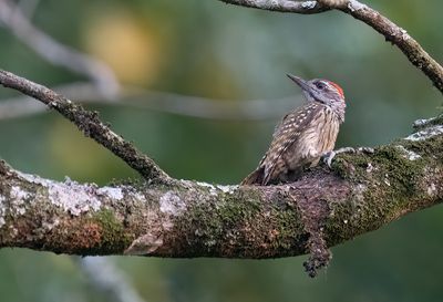 Cardinal woodpecker / Kardinaalspecht