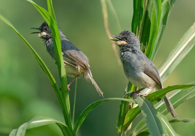 White-chinned prinia / Witkeelprinia