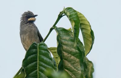 White-chinned prinia / Witkeelprinia