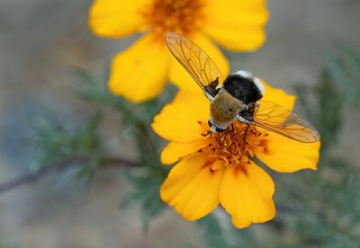 Bombomyia discoidea / White-tailed Bee Fly