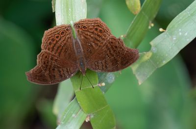 Junonia gregorii / Gregori's brown pansy