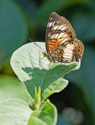 Junonia sophia / Little pansy