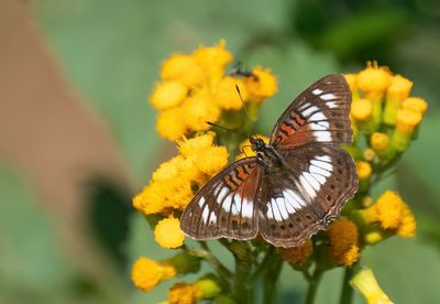Junonia sophia / Little pansy