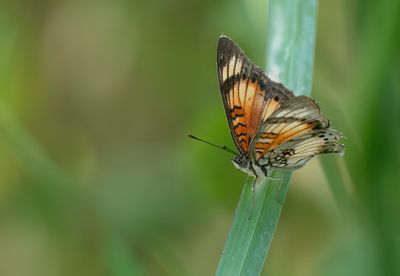 Junonia sophia / Little pansy