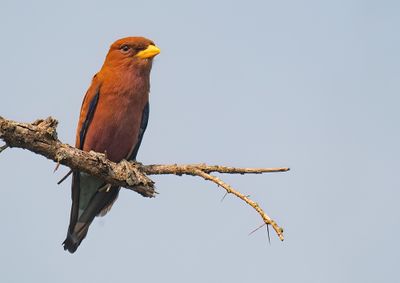 Broadbilled roller / Breedbekscharrelaar