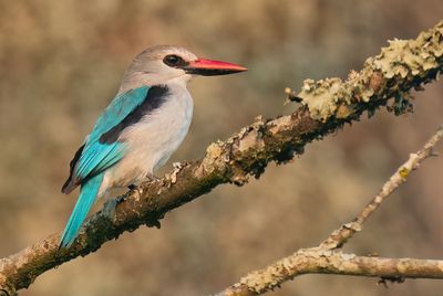 Woodland kingfisher / Senegalijsvogel