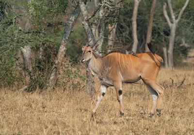 Common eland / Elandantilope