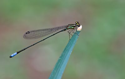 Pseudagrion hageni / Painted Sprite