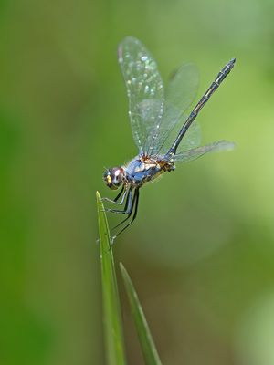 Trithemis stictica / Jaunty Dropwing