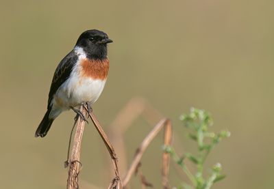 African stonechat / Afrikaanse roodborsttapuit