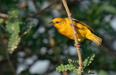 Orange weaver / Koningswever