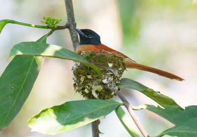 Red-bellied paradise flycatcher / Roodbuikparadijsmonarch