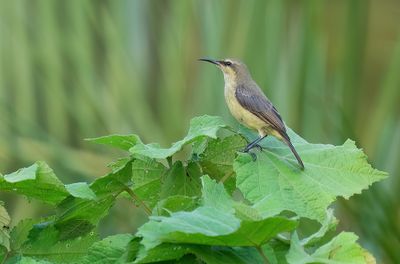 African Passeriformes / Afrikaanse Zangvogels