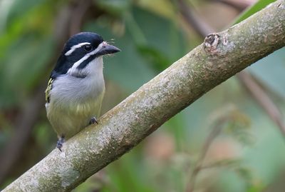 Yellow-rumped tinkerbird / Geelstuitketellapper